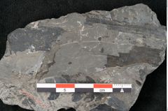 Foto (Detailansicht) von Thinnfeldia lunzensis Ettingshausen (NHMW-GEO-2024-0188-10592)